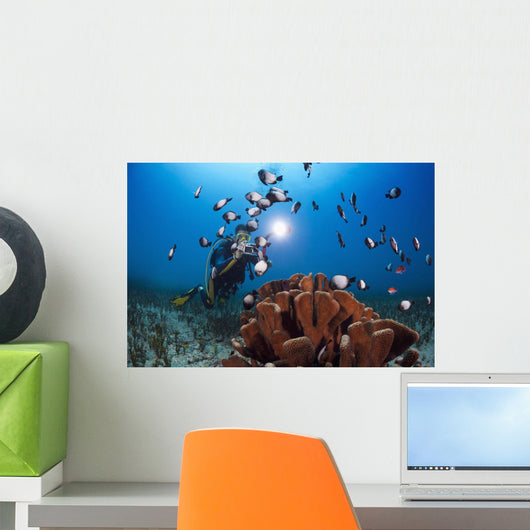 A photographer lines up on a group of Hawaiian domino damselfish Wall Mural