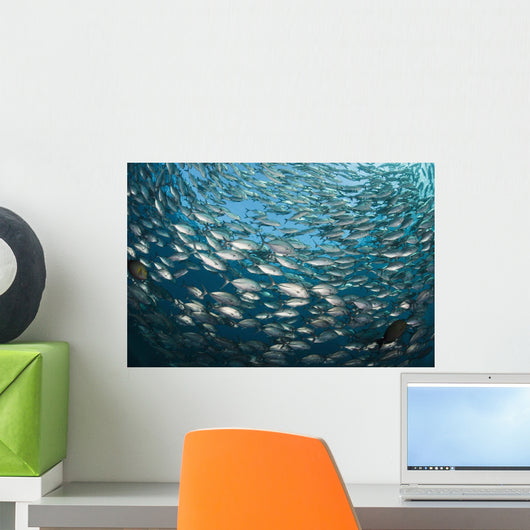 Schooling Bigeye Jacks above the Liberty Wreck Wall Mural