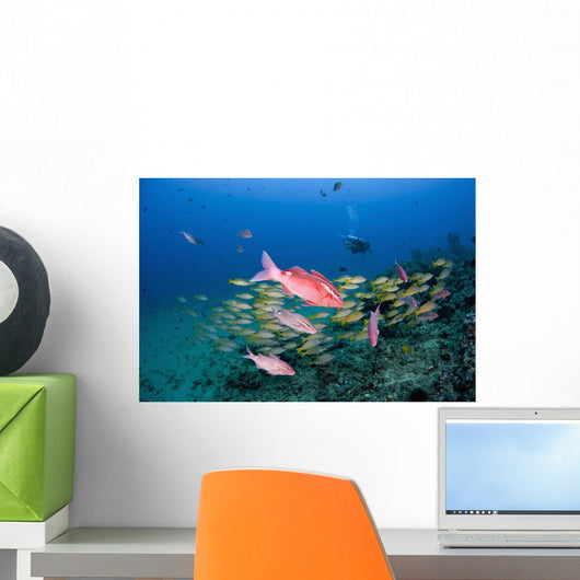Hawaii, Maui, Whitesaddle goatfish Wall Mural