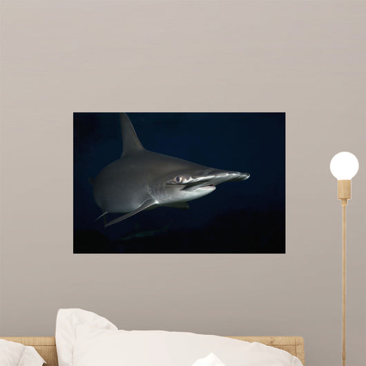 Hawaii, Scalloped hammerhead shark on the ocean floor Wall Mural