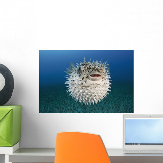 Hawaii, The spotted porcupinefish floating in deep blue pacific waters Wall Mural