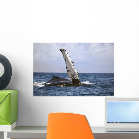 Hawaii, Humpback whale raises its pectoral fin above the surface Wall Mural