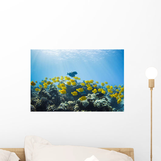 School of Yellow Tangs in the Hulupoe Bay Marine Preserve Wall Mural