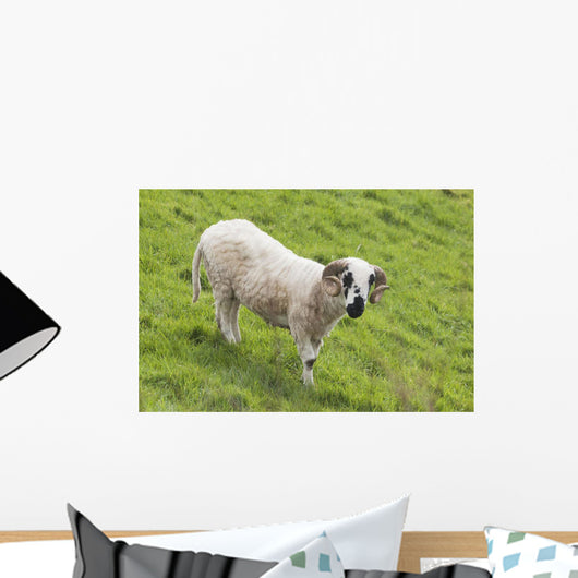 Black faced sheep;Dingle peninsula county kerry ireland Wall Mural