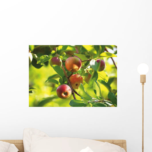 Detail Of Apple Tree Wall Mural