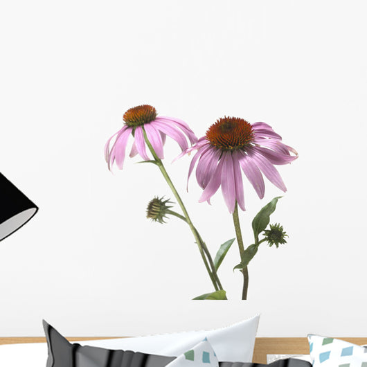 Close-Up Of Echinacea Flower Wall Mural