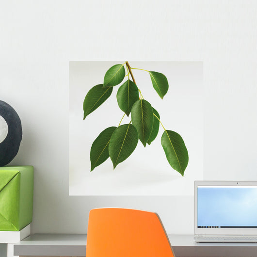Close-Up Of Branch And Leaves Of Pear Tree Wall Mural