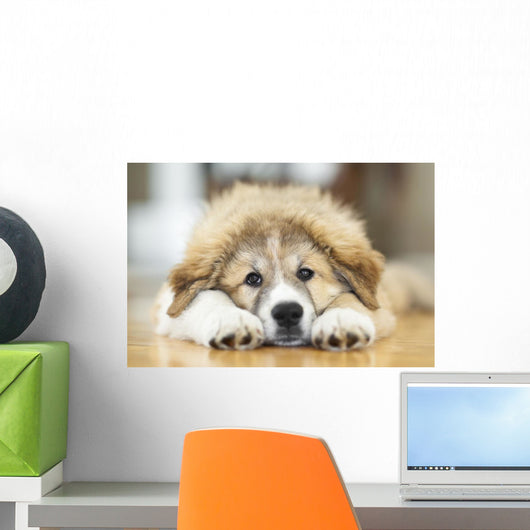 Great Pyrenees Puppy Lying Down Wall Mural