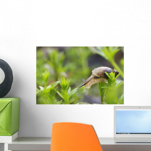 Close-Up Of Snail Wall Mural