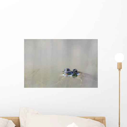 Northern Green Frog Peeking Out Of Water Wall Mural
