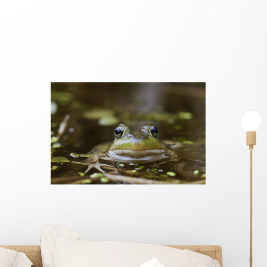 Northern Green Frog Peeking Out Of Water Wall Mural
