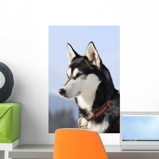 Nordic dog Wall Mural