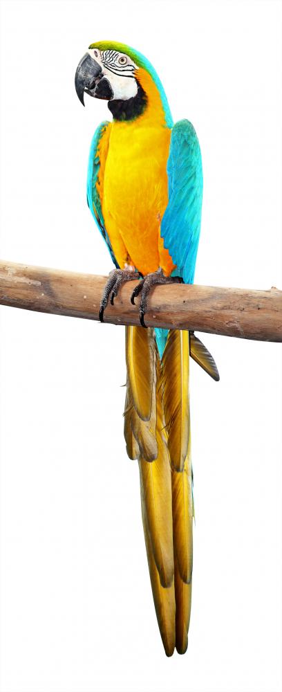 Bright Blue and Yellow Wall Decal