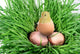 Nestling and Shell Eggshell Wall Mural