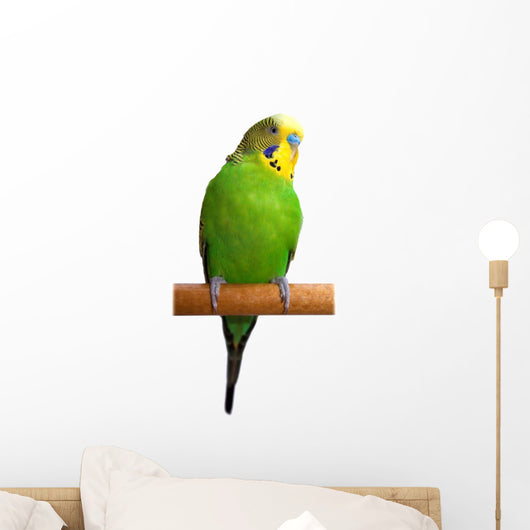 Australian Green Parrot isolated Wall Decal