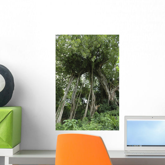 Banyan Tree Wall Mural