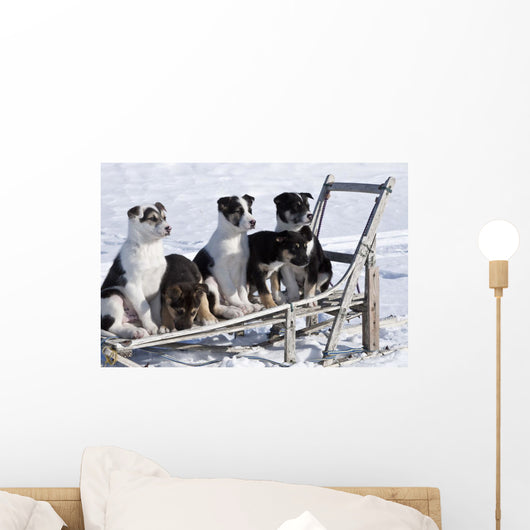 Eight Week Old Iditarod Husky Pups Sit Wall Mural