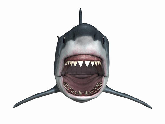 Attacking Great White Shark Wall Decal