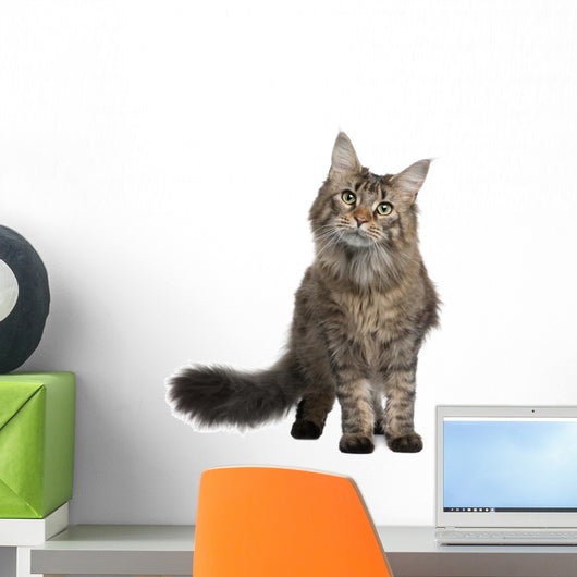 Front Maine Coon Standing Wall Decal