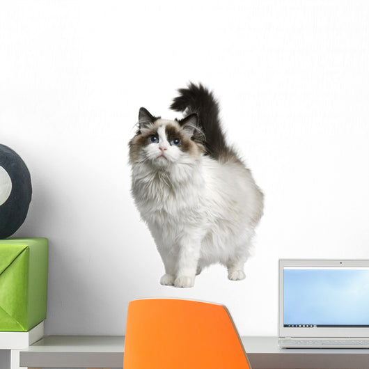 Front view of Ragdoll cat, standing in front of white background Wall Decal