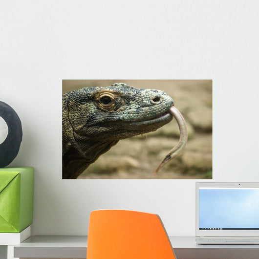 Komodo Dragon