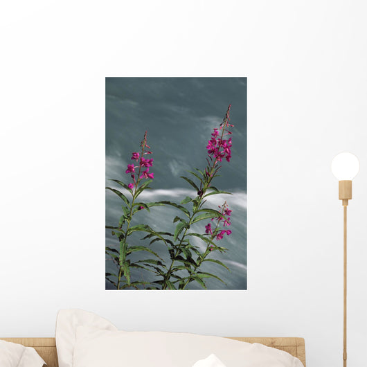 Fireweed Blooms Along Ptarmigan Creek Kp Ak Summer Chugach Nf Wall Mural