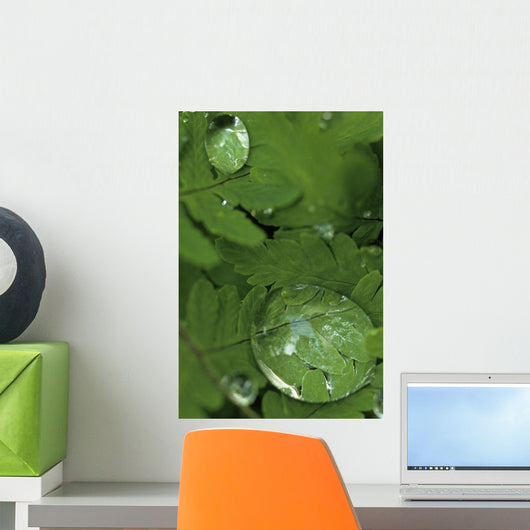 Raindrops On Wood Fern Fronds Boreal Forest Sc Ak Summer Wall Mural