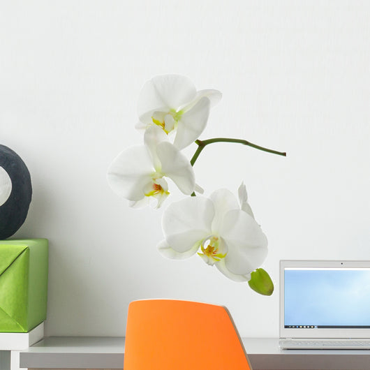 White Orchid White