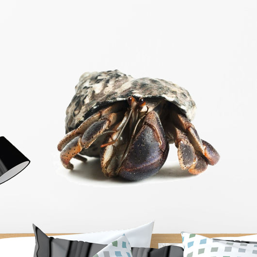 Hermit Crab Wall Decal