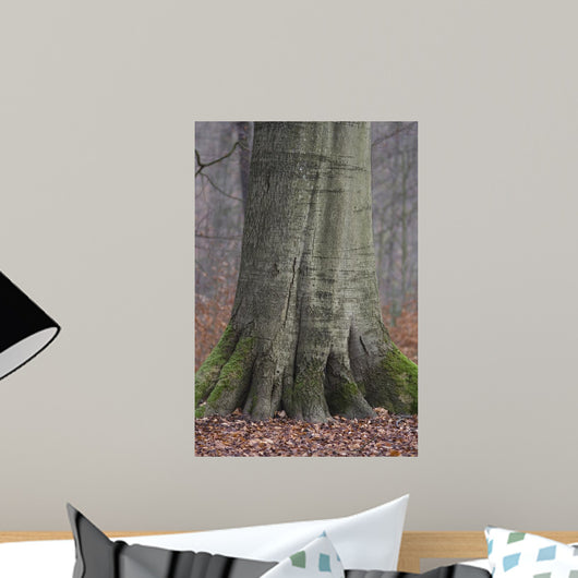 Beech Trunk