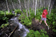 Woman Jogging Through A Birch Forest Alongside A Small Stream, Alaska Wall Mural