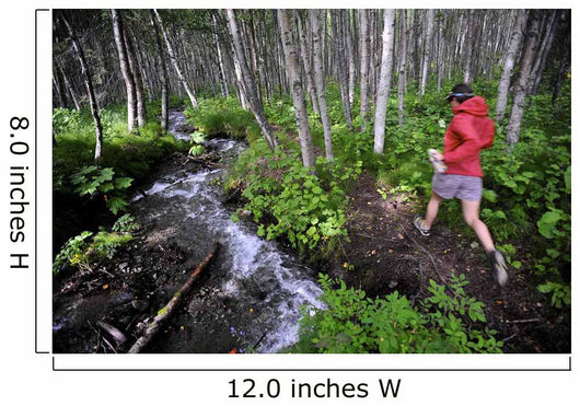 Woman Jogging Through A Birch Forest Alongside A Small Stream, Alaska Wall Mural