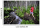 Woman Jogging Through A Birch Forest Alongside A Small Stream, Alaska Wall Mural
