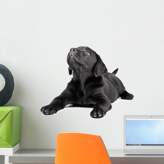 Black Lab Puppy Look