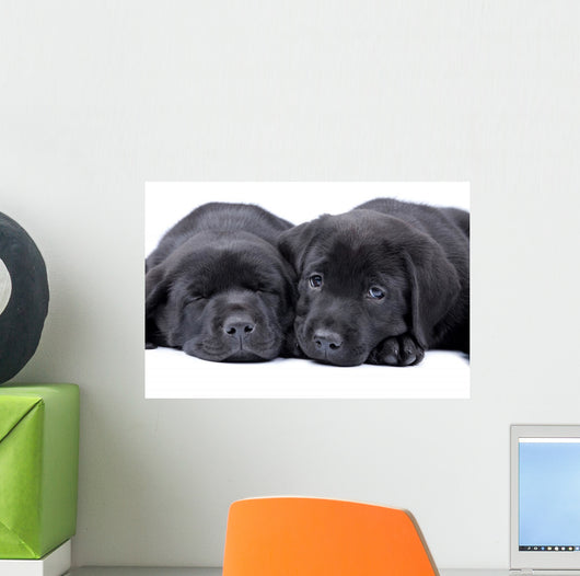 Black Labrador Retriever One