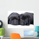 Black Labrador Retriever One