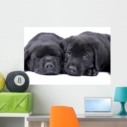 Black Labrador Retriever One
