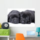 Black Labrador Retriever One