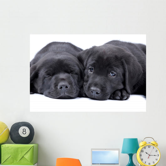 Black Labrador Retriever One