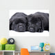 Black Labrador Retriever One
