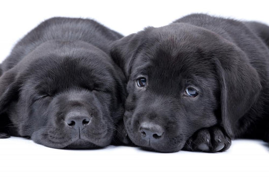 Black Labrador Retriever One