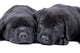 Black Labrador Retriever One