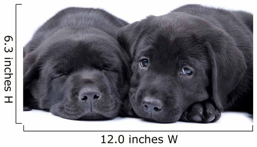 Black Labrador Retriever One