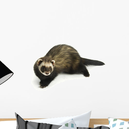 Ferret 3