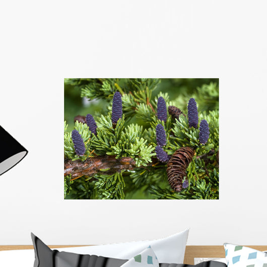 Newly Sprouted Spruce Cones Grow Amidst Last Years Cones In Glen Alps Wall Mural