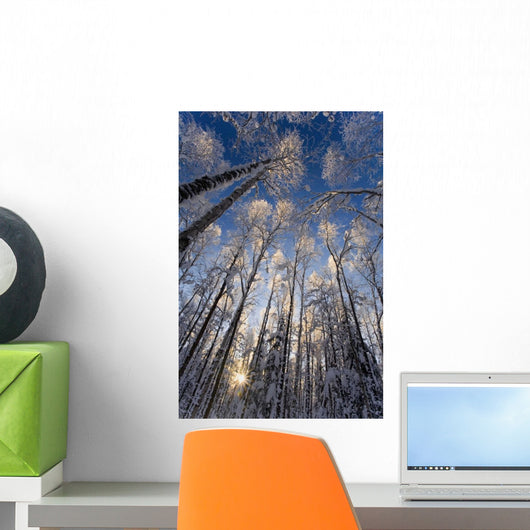 Overhead Snow Laden Forest Wall Decal