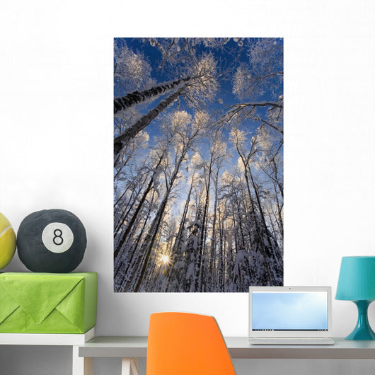 Overhead Snow Laden Forest Wall Decal