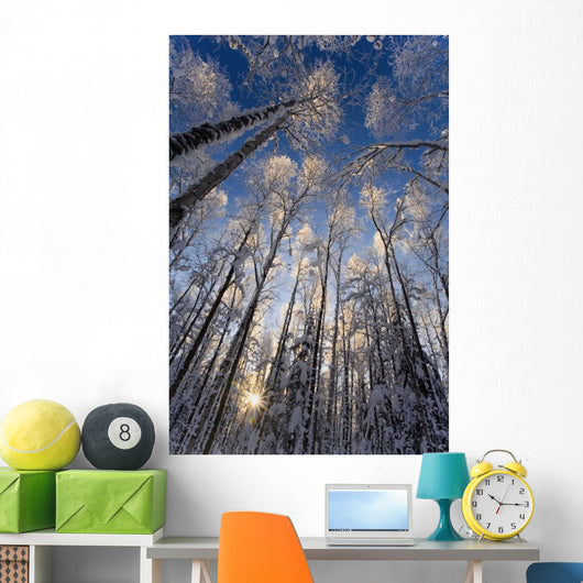 Overhead Snow Laden Forest Wall Decal