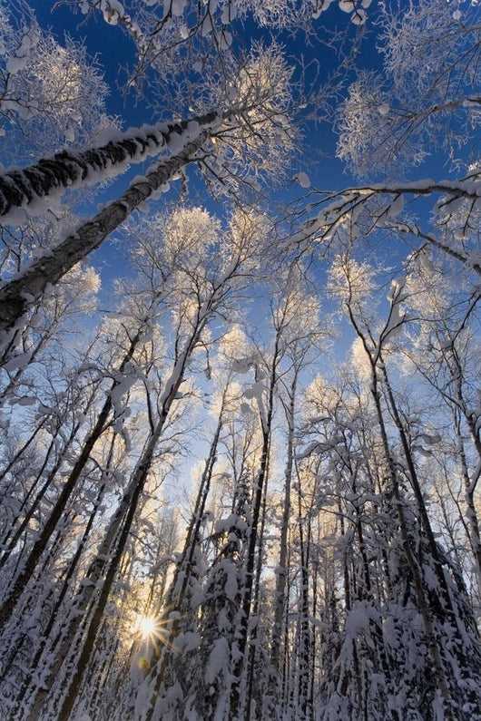 Overhead Snow Laden Forest Wall Decal