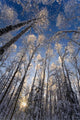 Overhead Snow Laden Forest Wall Decal